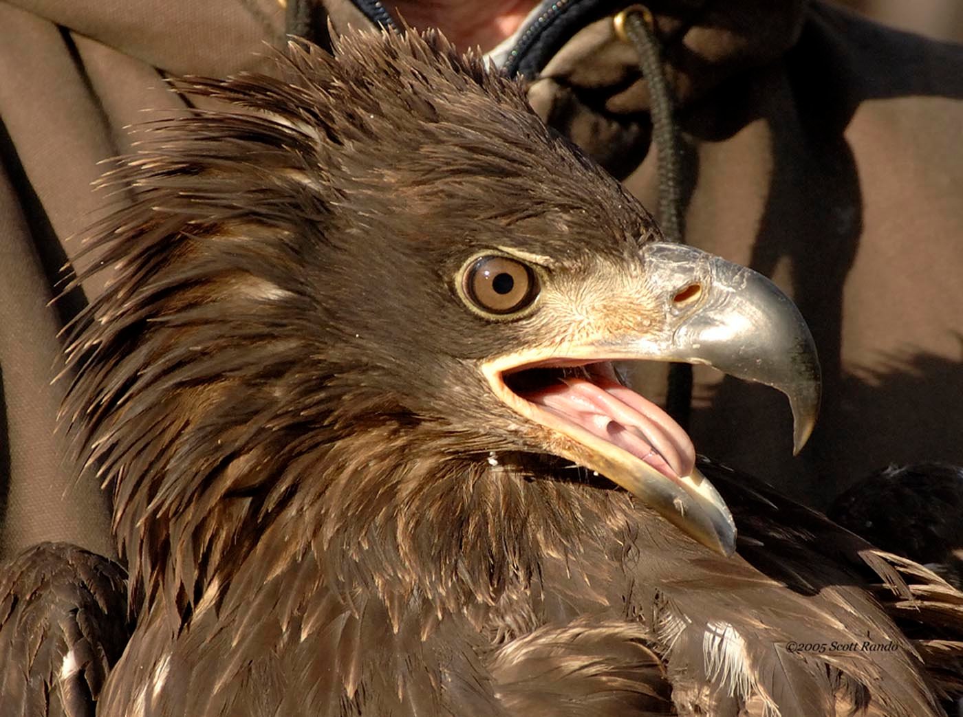 This one-year-old eagle was found on the ground and unable to fly; tests confirmed lead toxicity. After care and treatment by the Delaware Valley Raptor Center, it recovered and was able to be released back into the wild; it is shown here just before being released. This was one of the lucky eagles; many eagles are found that cannot recover from lead toxicity and must be euthanized. Many more affected eagles are never found.